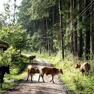 Pista ignorada existe 50 anos ligaria SP ao litoral em exclusivamente 30 minutos; veja detalhes rodovia-ignorada-ha-50-anos-ligaria-sp-ao-litoral-em-apenas-30-minutos;-veja-detalhes