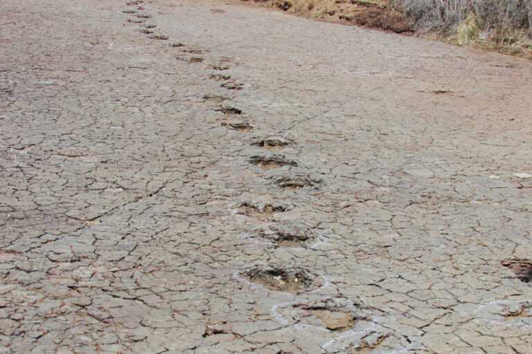pegadas-identicas-de-dinossauro-sao-encontradas-no-brasil-e-na-africa