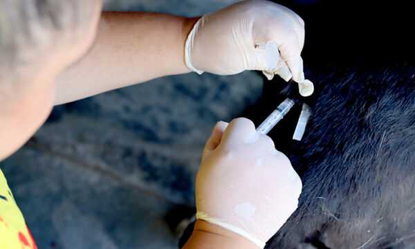 itanhaem-passa-a-oferecer-vacinacao-antirrabica-para-caes-e-gatos-toda-quarta-feira