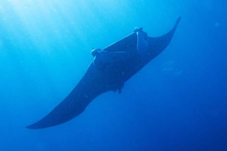 raia-manta-de-aproximadamente-6-metros-e-vista-em-itanhaem