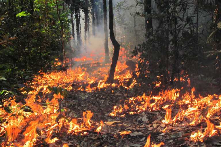 incendios-na-amazonia-podem-nao-levar-a-savanizacao,-mas-empobrecem-a-floresta,-indica-estudo