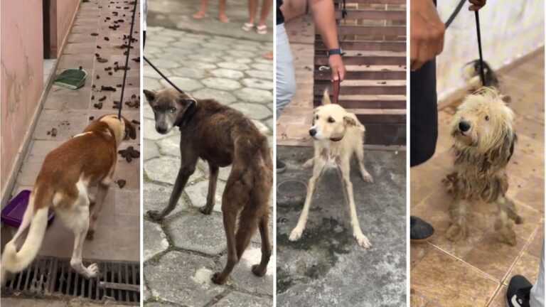 caes-desnutridos-sao-resgatados-em-acao-conjunta-apos-denuncia-de-maus-tratos-em-itanhaem;-video