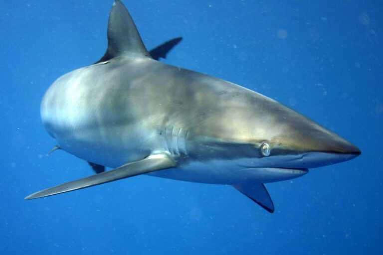 brasil-atualiza-lista-de-especies-aquaticas-ameacadas;-confira-as-principais-mudancas