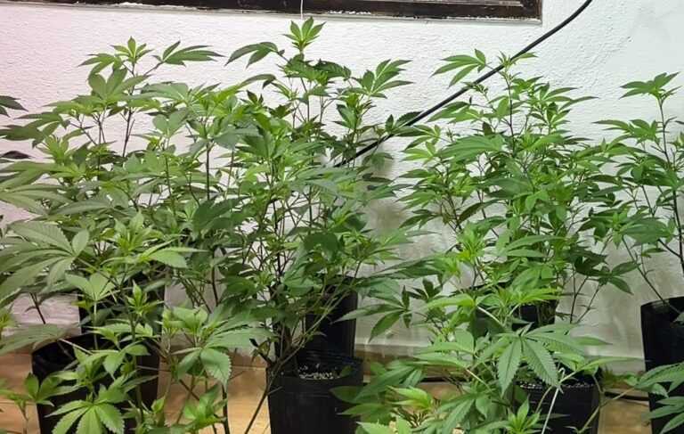 policia-militar-ambiental-identifica-estufa-de-maconha-em-itanhaem