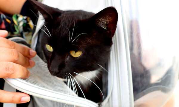 itanhaem-recebe-r$-100-mil-para-ampliar-castracoes-gratuitas-de-caes-e-gatos