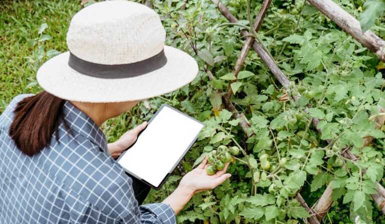 sebrae-sp-abre-16-vagas-para-programa-gratuito-de-inovacao-rural-na-baixada