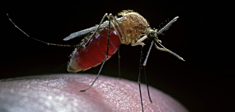 O que você precisa saber sobre o vírus que circula no país e fez uma vítima fatal o-que-voce-precisa-saber-sobre-o-virus-que-circula-no-pais-e-fez-uma-vitima-fatal