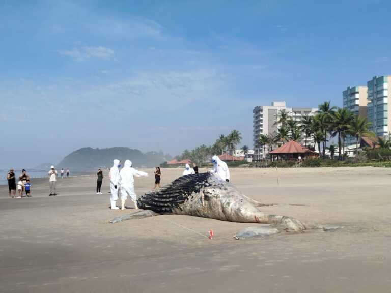 Baleia-jubarte de 10 metros é detectada morta em Itanhaém baleia-jubarte-de-10-metros-e-encontrada-morta-em-itanhaem