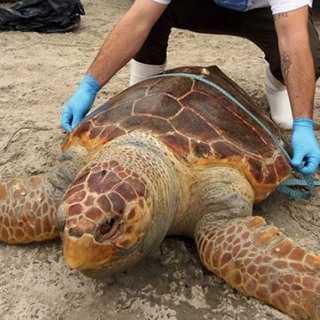 Identificou um animal marinho na areia? Saiba quem acionar encontrou-um-animal-marinho-na-areia?-saiba-quem-acionar
