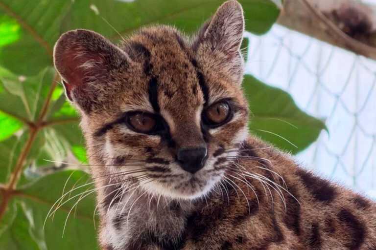 tilcayo:-conheca-nova-especie-de-felino-descoberta-por-brasileiros