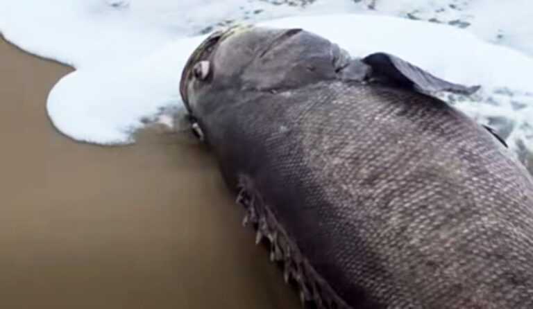 Peixe mero de 2 metros é detectado morto em praia de Itanhaém; VÍDEO peixe-mero-de-2-metros-e-encontrado-morto-em-praia-de-itanhaem;-video