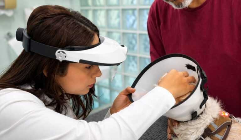veterinaria-de-itanhaem-utiliza-colirio-de-insulina-para-regenerar-cornea-de-animais