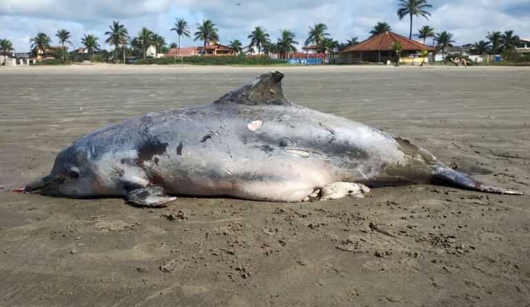 boto-cinza-de-quase-2m-de-comprimento-e-encontrado-morto-em-itanhaem